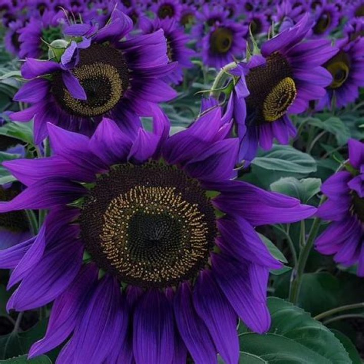 Purple Sunflowers - How To Discuss