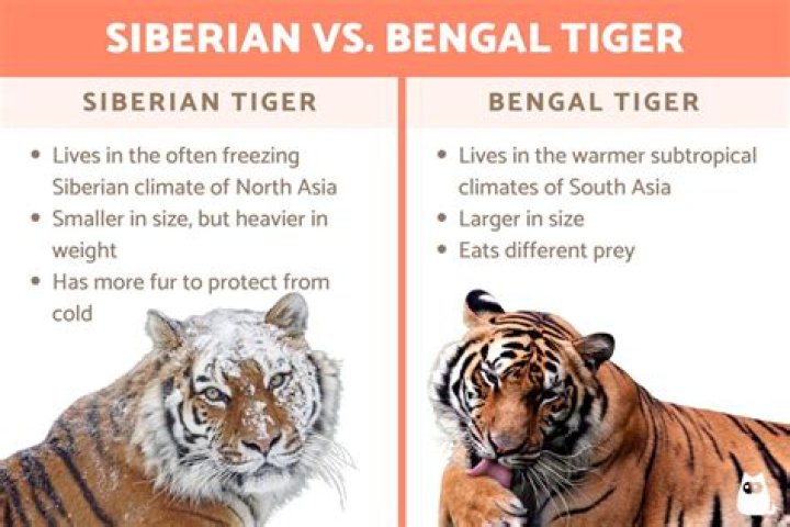 Siberian vs Bengal tiger - How To Discuss